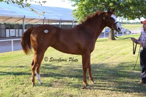 Hip #259 • Eagles Tenaya, Sorrel Filly (One Famous Eagle-Lady Tenaya) sold by John Andreini for $70,000 to Gary Hoovestal. This filly is a half-sister to G3 All American Juvenile Winner DESIRIO si 116 ($256,786).