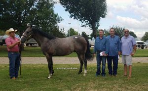 Heath Taylor, William Smith and Dewayne Saucier pictured with the $200,000 Heritage Place Yearling Sale high-seller Apollitical Seis. © StallioneSearch