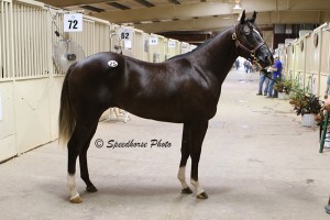 Hip #25 • Aeropodium, Brown Colt (One Famous Eagle-Modice, Strawfly Special) repurchased for $60,000 by Bobby D. Cox. This colt is a half-brother to G1 West Texas Futurity Winner NO DICE SPECIAL si 98 ($162,610).