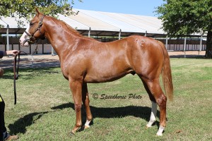 Hip #42 • One Tempting Eagle, Sorrel Colt (One Famous Eagle-A Tempting Chick, Chicks Beduino) sold by Muller Racing, LLC for $60,000 to Jose Augel/Santos. This colt is a half-brother to Champion TEMPTING DASH si 112 ($673,970, Ntr).