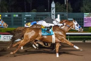 Bodacious Eagle - 2018 AQHA Work Chmpion